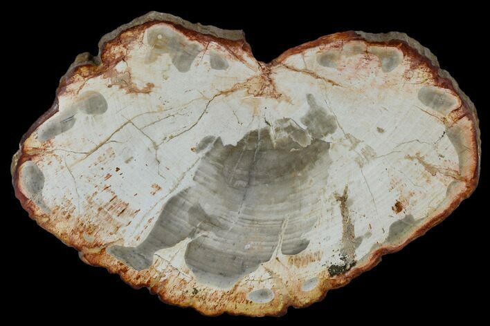 Petrified Wood (Araucaria) Slab - Madagascar #118815